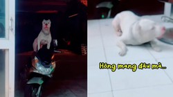Chú chó giận dỗi khi cậu chủ bắt đeo rọ mõm mới cho đi chơi
