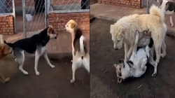 Chó 'đại ca' có màn dạy dỗ khiến đàn em sợ ra mặt
