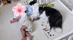 Chú chó dành chỗ ngủ với cô chủ siêu hài