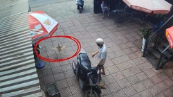 Ông chú ngậm ngùi nhìn chú chim trĩ bay mất ngay trước mắt