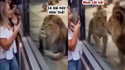 Sư tử bị bạn đời tát vì mải mê nhìn người đẹp