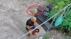 Bác trai ngồi dưới gốc dừa bỗng dưng được hưởng lộc trời cho