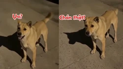 Ngại hết cả chó