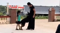Chú chó thông minh biết bảo vệ cô chủ