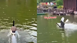 Bầy thiên nga ngơ ngác với 'đồng loại' lao như tên lửa