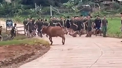 Thanh niên đi bộ sau đoàn bị bò rượt chạy 'trối chết'