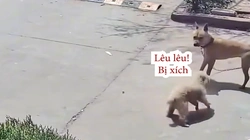 Chú chó hổ báo bị đồng bọn dạy cho bài học nhớ đời
