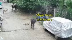Bò chạy đến giảng hòa khi thấy hai con mèo đánh nhau