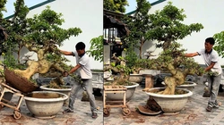 Màn hạ cây kiểng vào chậu đi vào lòng đất