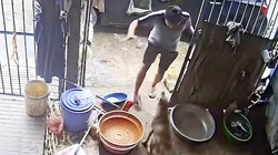 Chó hàng xóm qua ăn vụng còn định táp luôn chủ nhà