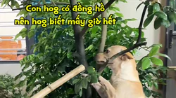 Chú chó bị phạt vì đi chơi về muộn