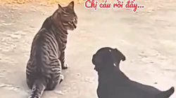 Chú mèo nổi cáu vì bị 'cậu vàng' phá đám