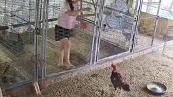 Nhờ vợ cho gà ăn giùm, nhưng khi xem lại camera thì cười đau bụng