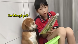 Chú chó ngủ gục khi bị cô chủ nhỏ ép học bài