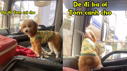 Chú chó làm lơ xe siêu dễ thương