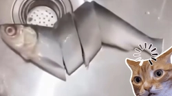 Vợ nhờ chồng đi ra siêu thị mua cá về nấu canh nhưng cái kết lạ lắm