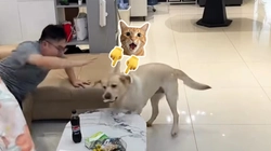 Chú chó lém lỉnh ăn vụng bánh của cậu chủ
