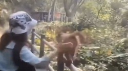Chú khỉ đưa mông cho du khách vỗ để có miếng ăn