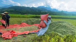 Cái kết buồn... cười của câu chuyện về quê nuôi cá, trồng rau