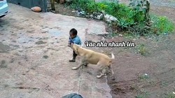 Chú chó thông minh biết giữ trẻ