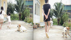 Chú chó cảnh giác tột độ khi thấy cô chủ cầm roi