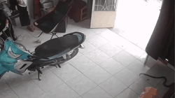 Vợ cầu cứu khi thấy rắn, chồng lao ra cửa vì tưởng ai trêu ghẹo