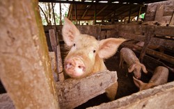 Australia’s green energy support reaches deep into Vietnam’s pig farming sector
