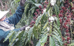 Vietnam’s coffee exports reach a record high, yet questions loom over 2026
