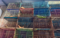 Authorities seize 75 iguanas kept without permits in Ho Chi Minh City