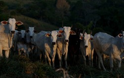 Japan schedules sanitary audit on Brazilian beef for March 2026, Brazil says