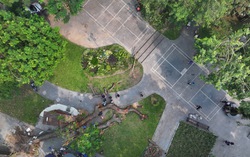 'Resurrection': Resonant song of reunion by 70-year-old mahogany tree in heart of Hanoi