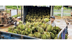 Vietnam spends over $9mn on durian imports despite domestic abundance