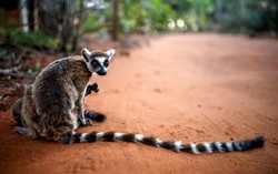 World's oldest climate fund targets wildlife bonds for every country in Africa