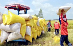 Vietnamese rice prices edge up as Thai, Indian rates tumble