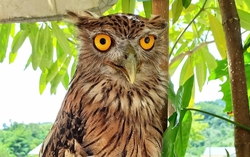 9 bird species newly recorded in central Vietnam biodiversity hotspot