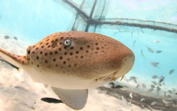 Thailand releases endangered leopard sharks in conservation push