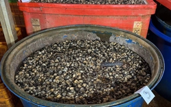 Suspect details ‘formula’ behind 3,000 tonnes of chemical-soaked snail meat in Ho Chi Minh City