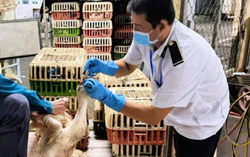 Ho Chi Minh City seizes 1.3 tonnes of poultry without quarantine certificates