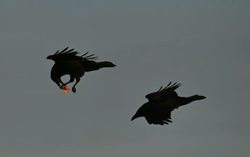 Scavenging ravens memorize vast tracts of wolf hunting grounds: study