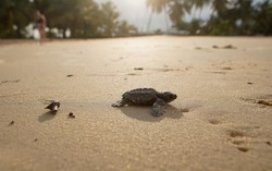 Gabon battles for baby sea turtles' survival