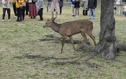 Deer, boar habitats to spread across most of Japan by 2050: study
