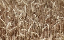 Australia worried over mouse infestation's impact on food supply