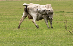 Second Texas screwworm case confirmed as outbreak fears grow