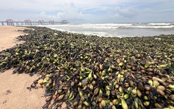 Water hyacinths, marine debris overwhelm tourist beaches in Ho Chi Minh City