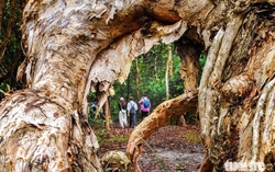 Ho Chi Minh City nature reserve offers pristine escape amid ancient trees, blue waters