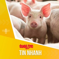 Bản tin sáng 31-10: Lí giải nguyên nhân giá heo giảm ở cả 3 miền