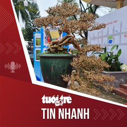Tin tức tối 15-1: Những cây bonsai tuyệt đẹp tại chợ hoa xuân