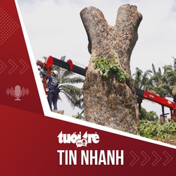 Tin tức tối 17-11: Vì sao phải đốn cây cổ thụ hơn 100 tuổi to 7 người ôm ở công viên Gia Định?