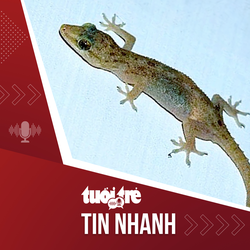 Tin tức tối 20-12: Cảnh báo ăn thằn lằn chữa hen suyễn sẽ rất nguy hiểm, có hai nguy cơ chết người