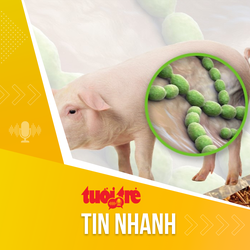 Tin tức sáng 14-3: Cảnh báo không ăn tiết canh lợn do liên tiếp có bệnh nhân nhiễm liên cầu lợn